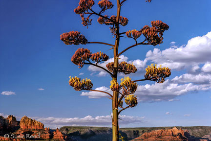 "Blooming Agave Sees On" • Sedona, AZ • Photograph by Susie Reed