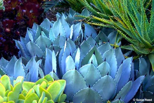 "Cactus Points" • Photograph by Susie Reed