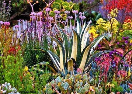 Succulent Garden "Lively Layers" • Photograph by Susie Reed