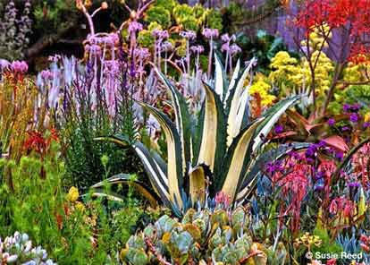 "Succulent Garden" • Cacuts Garden Photograph by Susie Reed