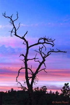 "Sunset Tree" • Sedona, AZ Photograph by Susie Reed