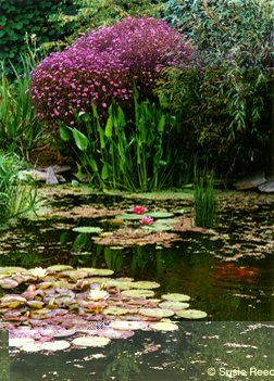 Water Lily Pond Photo "Paradise" • Photograph by Susie Reed